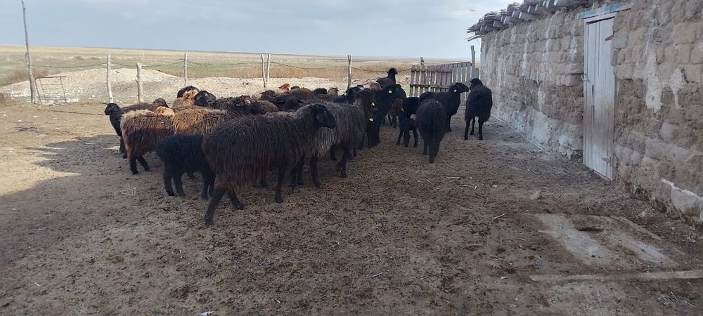Продам Овецематки с ягнятами