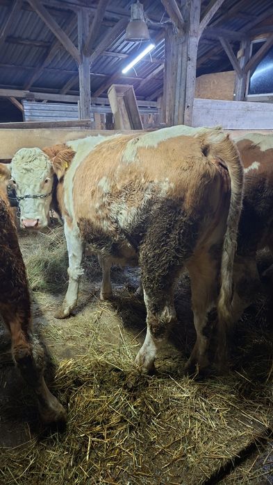 Vând vaca pt abator