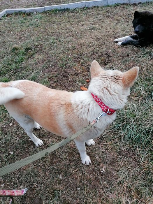 Akita Inu Japonez, donatie