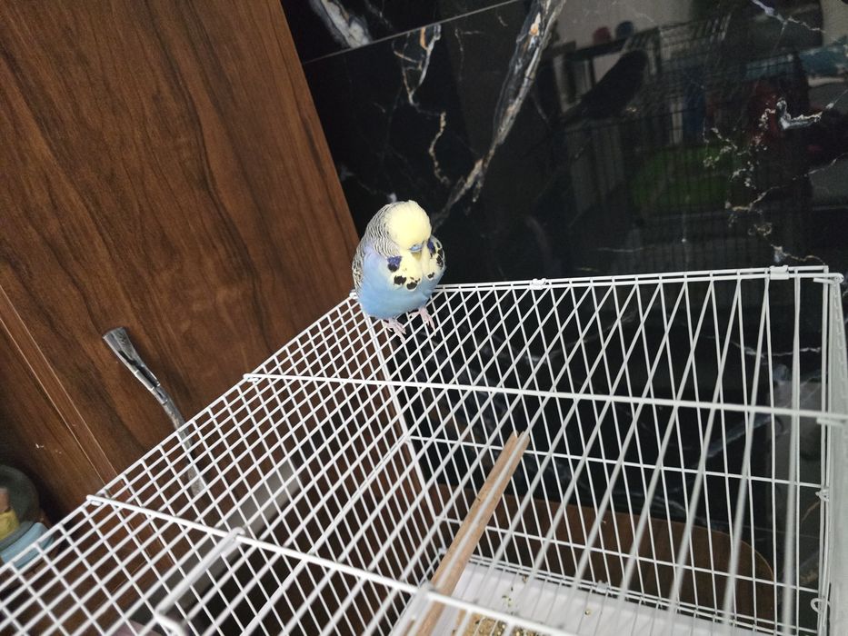 Волнистый попугай ручной