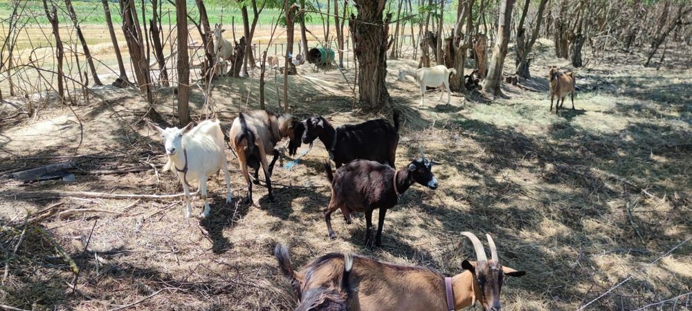 Țap Alpin metis cu sanen