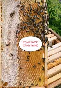 Vând urgent albine 20 stupi fara lazi