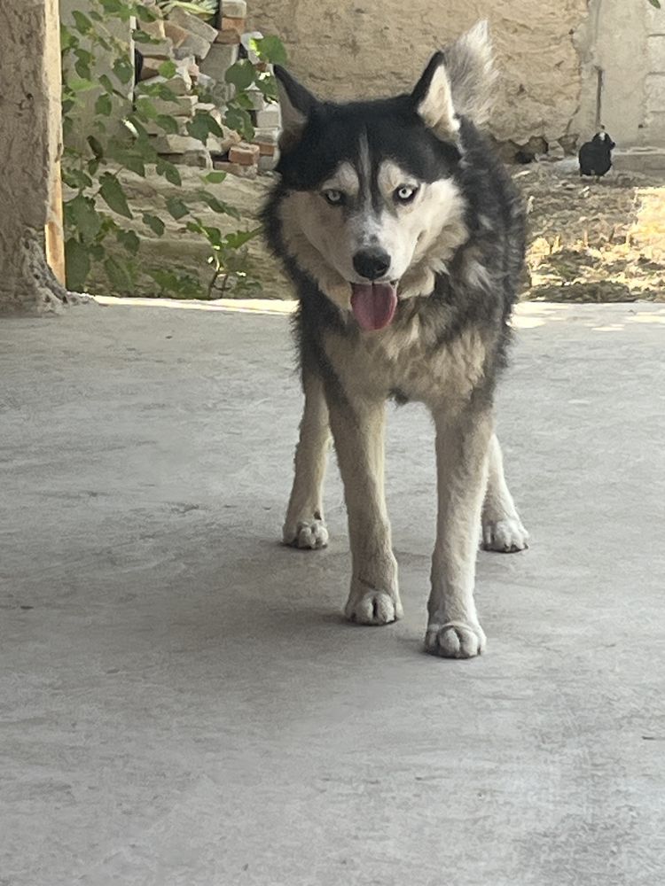 Siberian  Husky