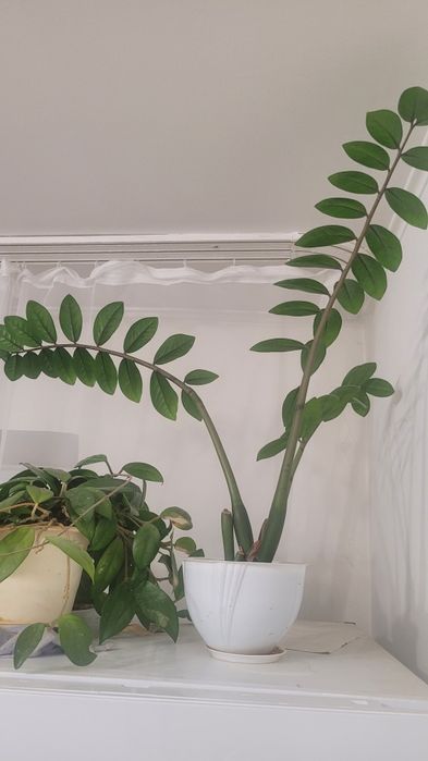 Замиокулькас - комнатное растение