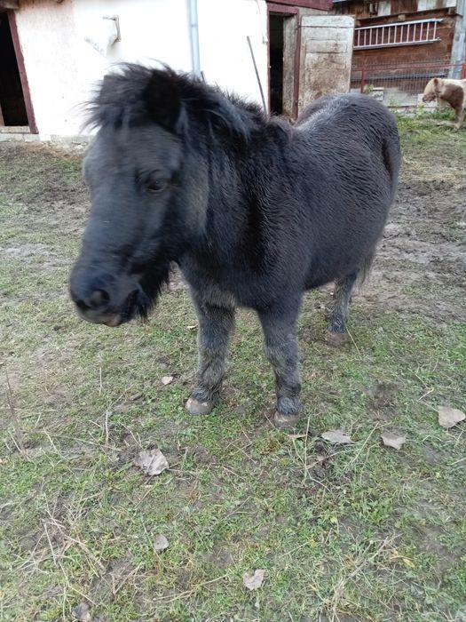 Vând poneiță gestantă