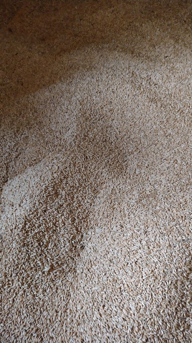 Vand ovaz sí triticale.