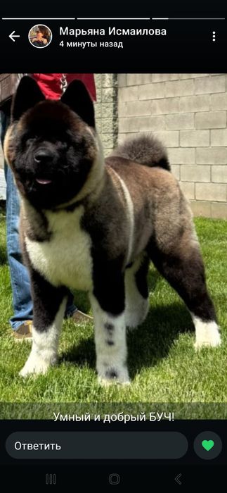 Американская акита