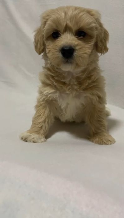 Fetiță de maltipoo