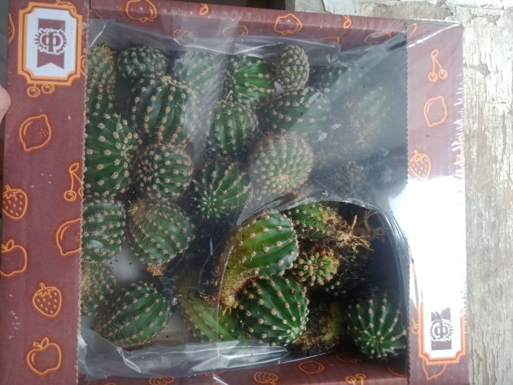 Срочно продам кактусы.