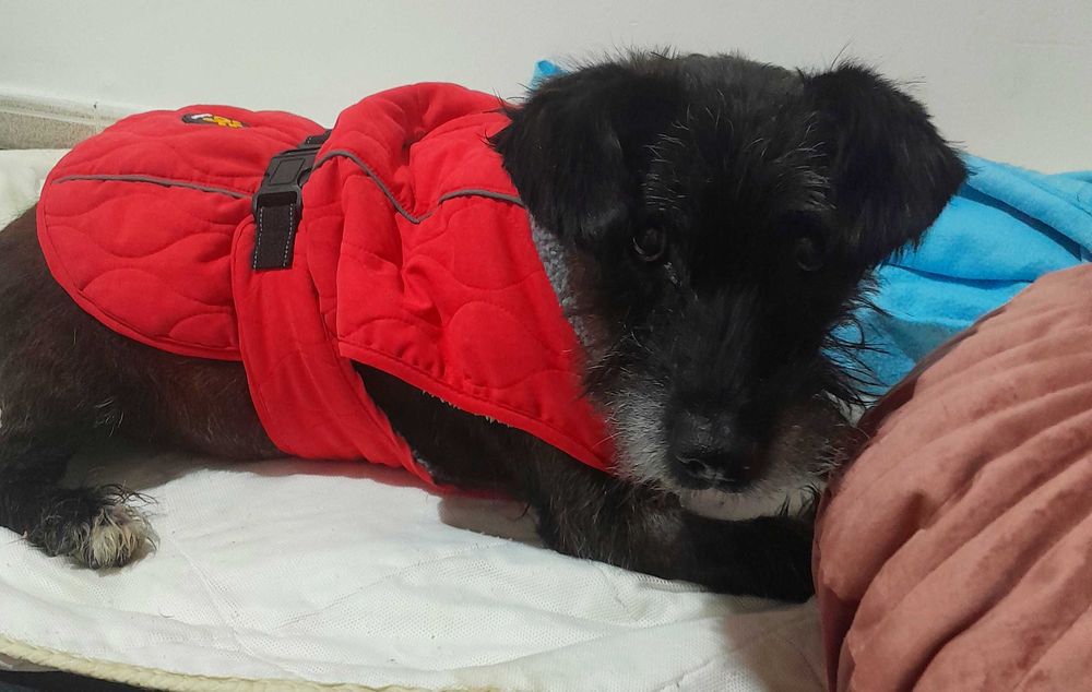 Adoptie caine negru talie medie castrat