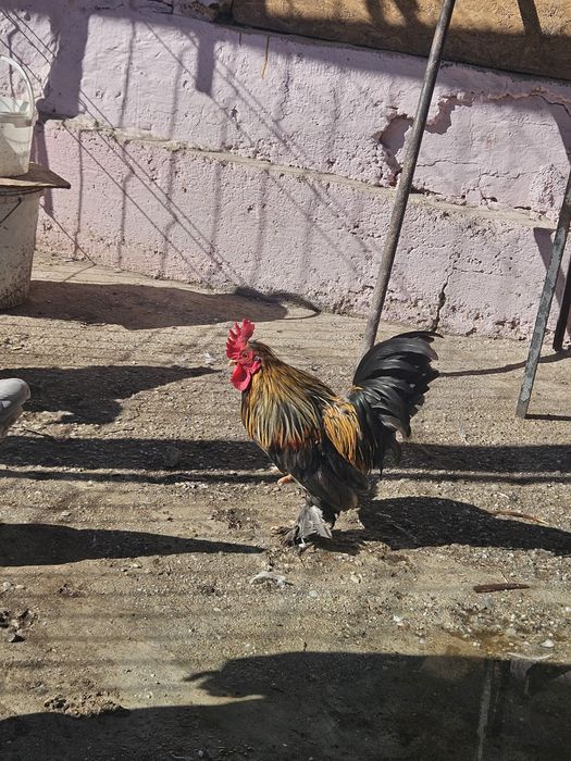 Gainușe pitici si Cocos.