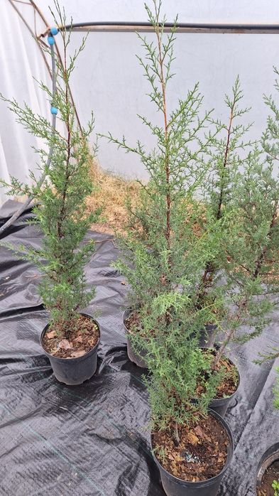 Лъжекипарис, бреза и др