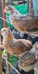 De vânzare puicute araucana