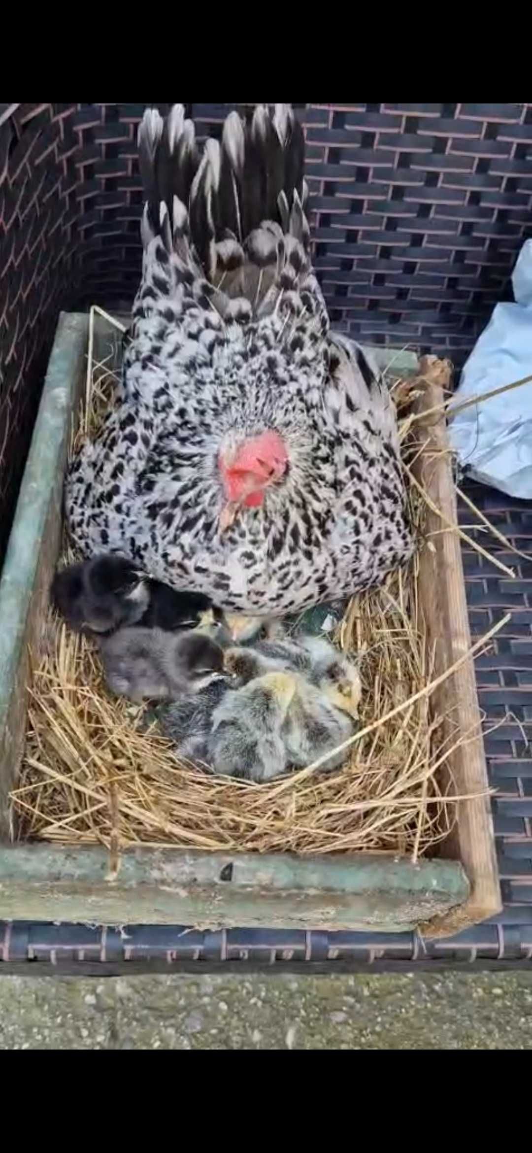 Pui gaini piticesti de portelan