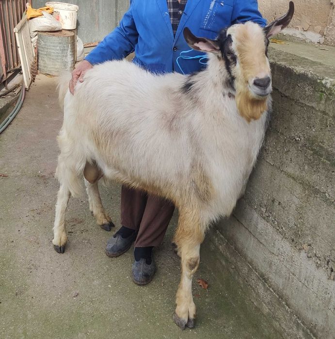 Козел (Пръч) за продан