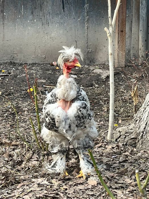 Петух и Курачка голошейка