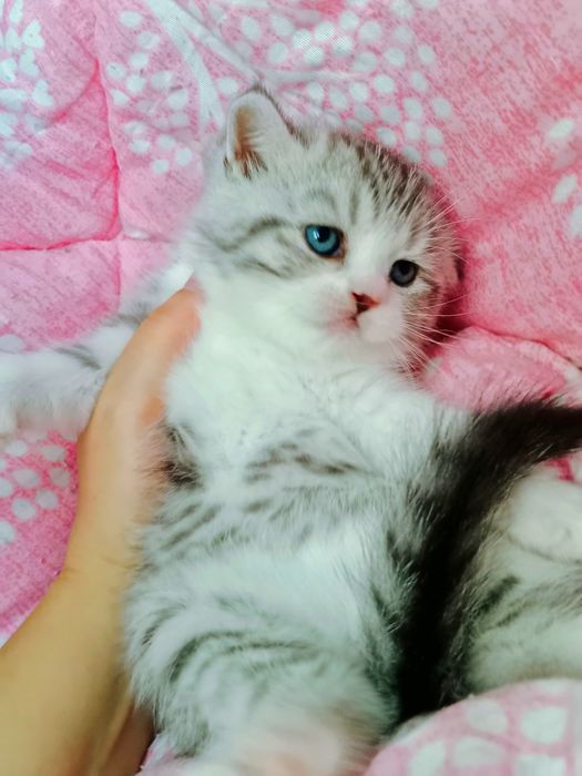 Шикарные котята чистокровные