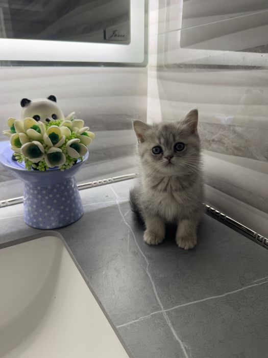 Продаются котята, Смесь персидкой и британской породы