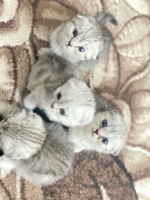 Милые лапуски!!!