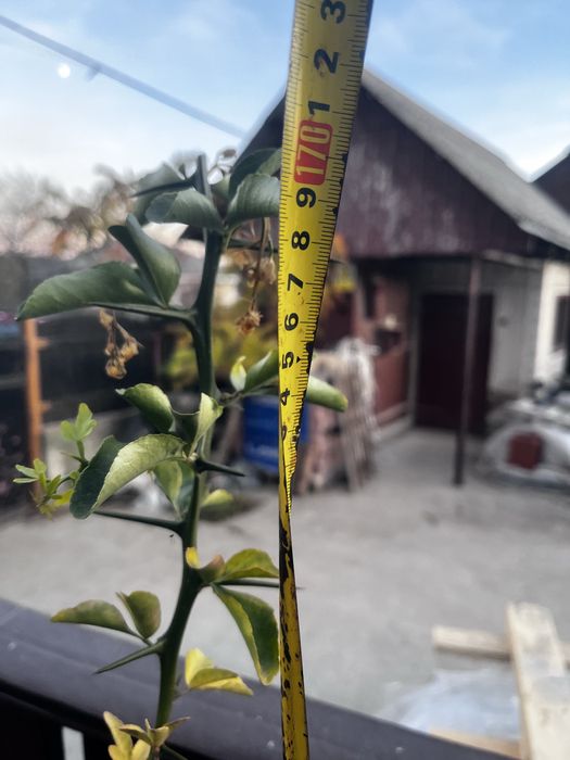 Lămâi trifoliat (Poncirus Trifoliata)