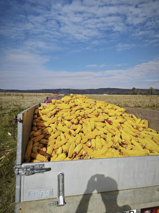Porumb știuleți 85 bani kg