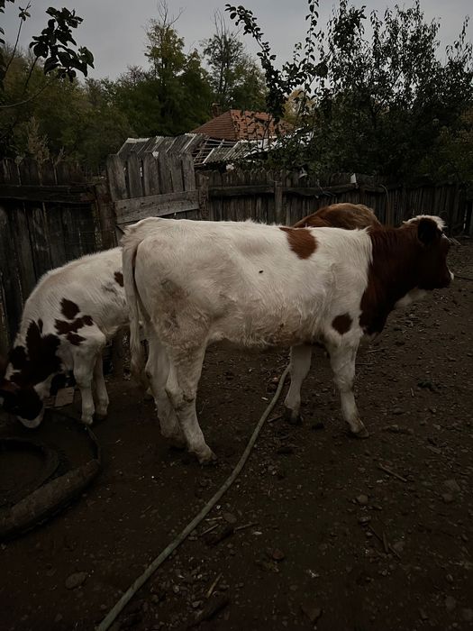 Viței de carneee