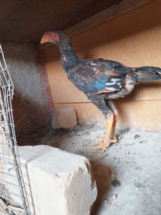 Dakan joja holati ideal