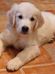 Vand catelus de golden retriever