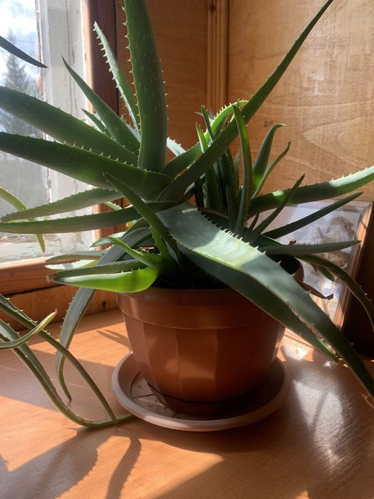 Продам цветок алоэ