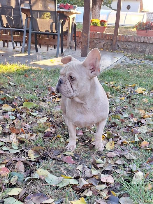 Bulldog francez femela