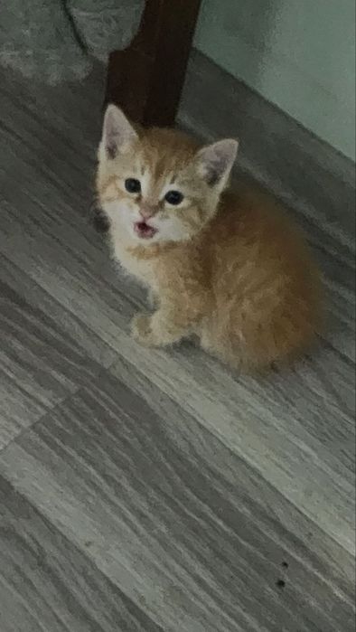 Рыжий котенок от сибирской кошки. . 1 мес.