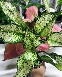 Aglaonema White Diamond (аглаонема)