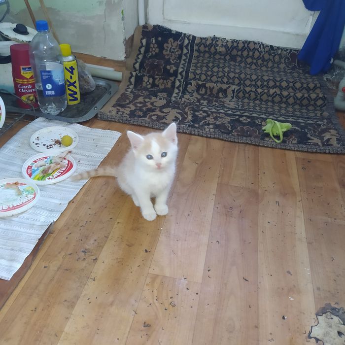 Отдам котят в добрые руки