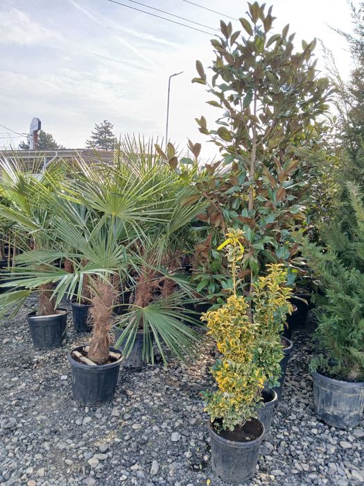 Plante ornamentale