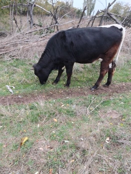 Vand viţea! Detalii la tel