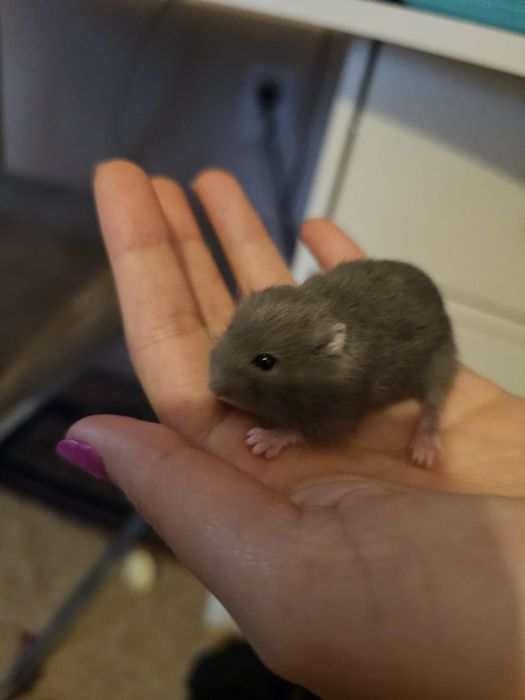 Vând hamsteri pitici