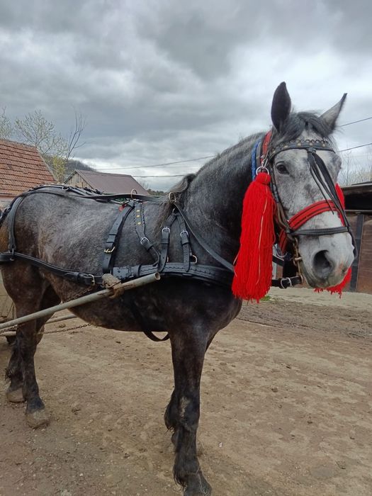 Mânzat de rasa mantata