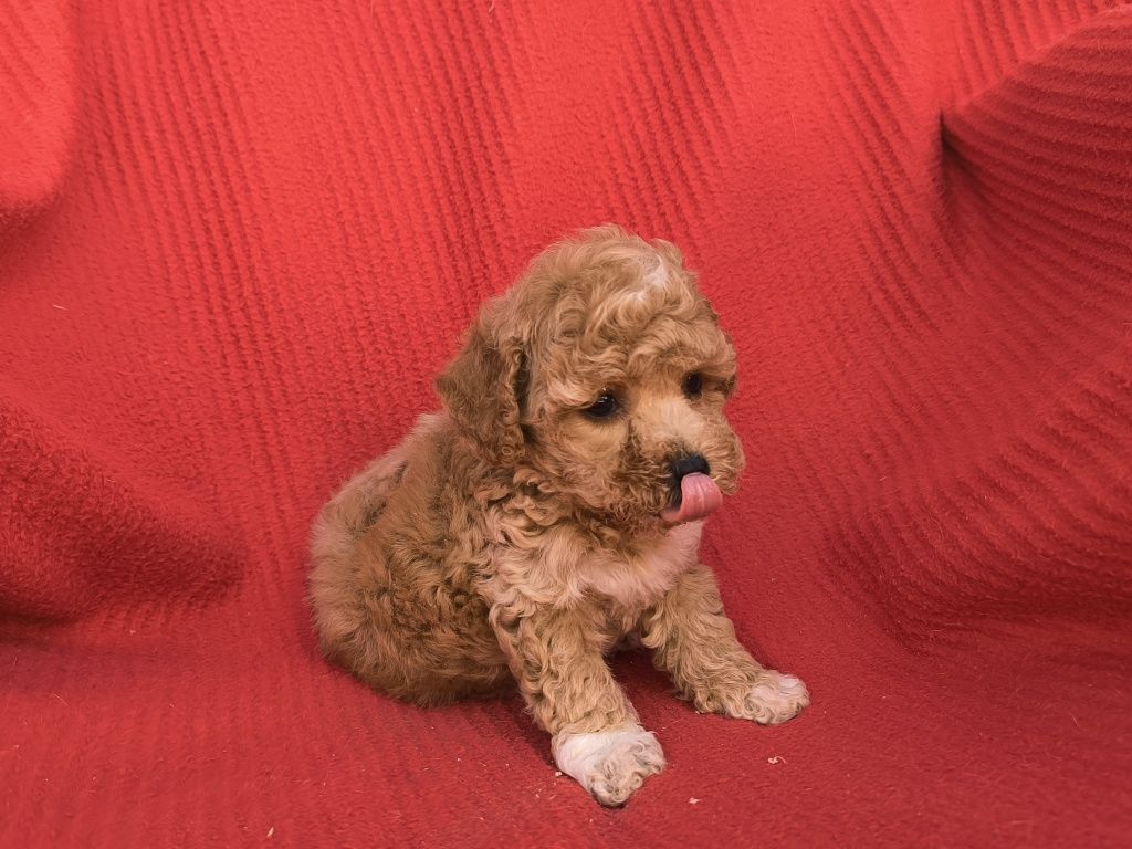 Vand baietel maltipoo f1 mini toy