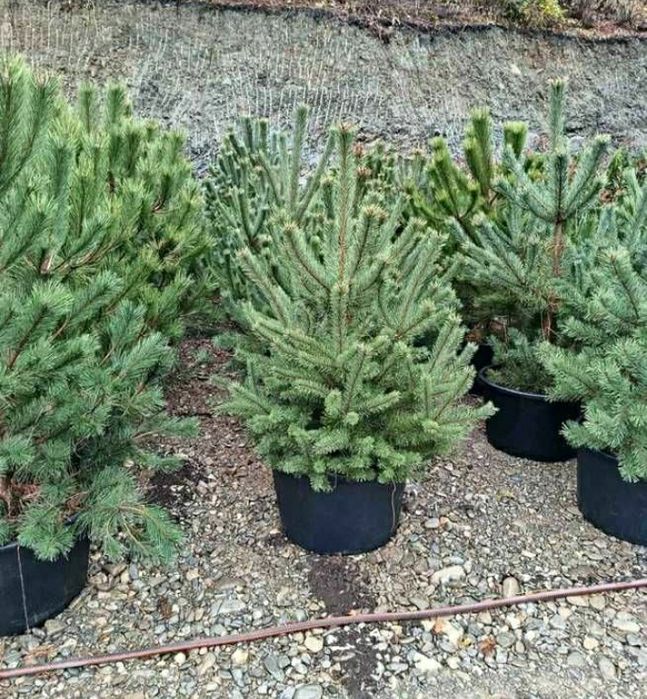 Pini Silvestra 1m 1.50 2m