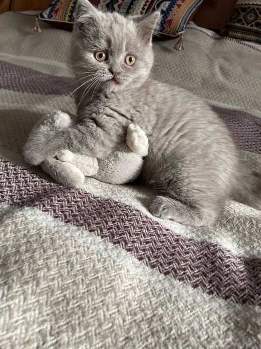 Британски котенца