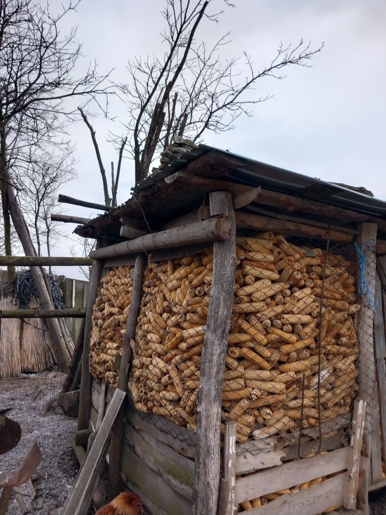 Vind porumb știuleți sau  boabe  .