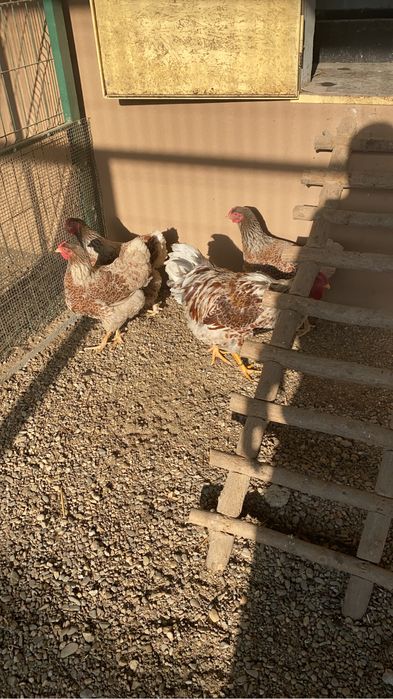 Pui de rasa din gaini rare!