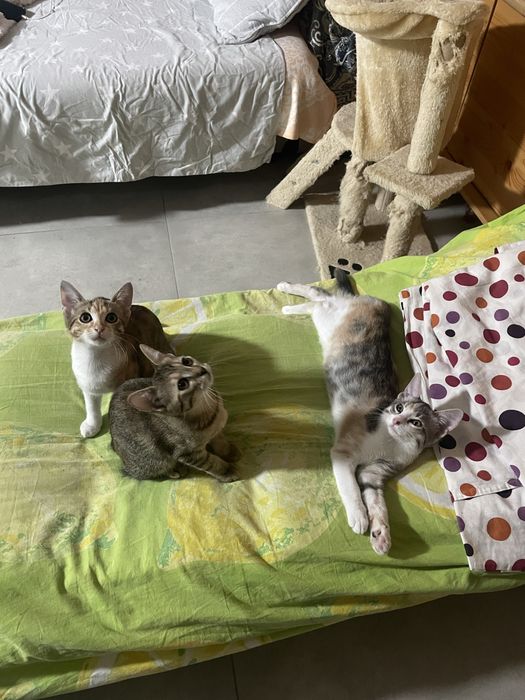 Pisicute spre adoptie