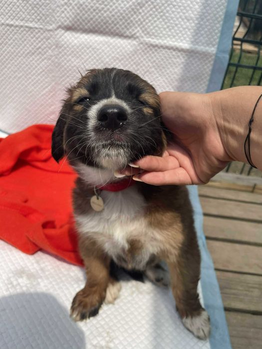 pentru adoptie- Ares isi cauta familia!