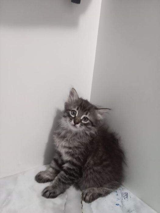 Отдам котёнка 2,5 месяца,мальчик