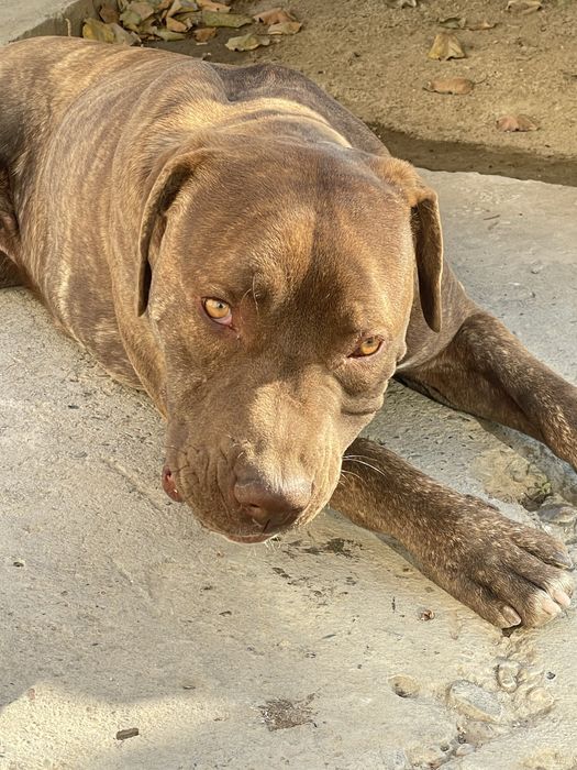 Pit-Buteler amerikaskiy