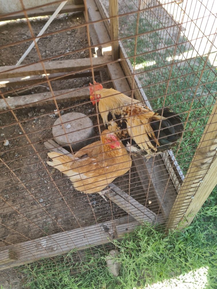 Срочно продаётся петухи и куры