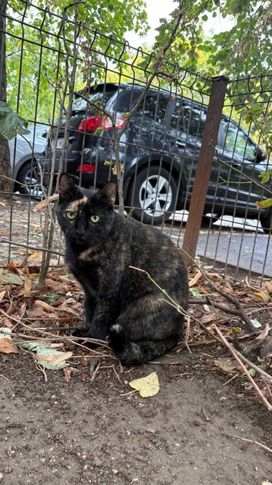 Tortie, pisicuta sterilizata pentru adoptie