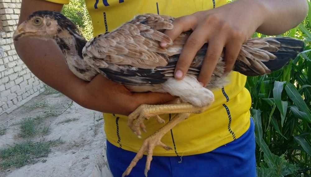 Tovuq va bolalari sotuvda