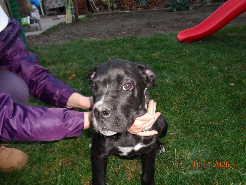 Кане Корсо красиво, здраво момиче на 4 месеца